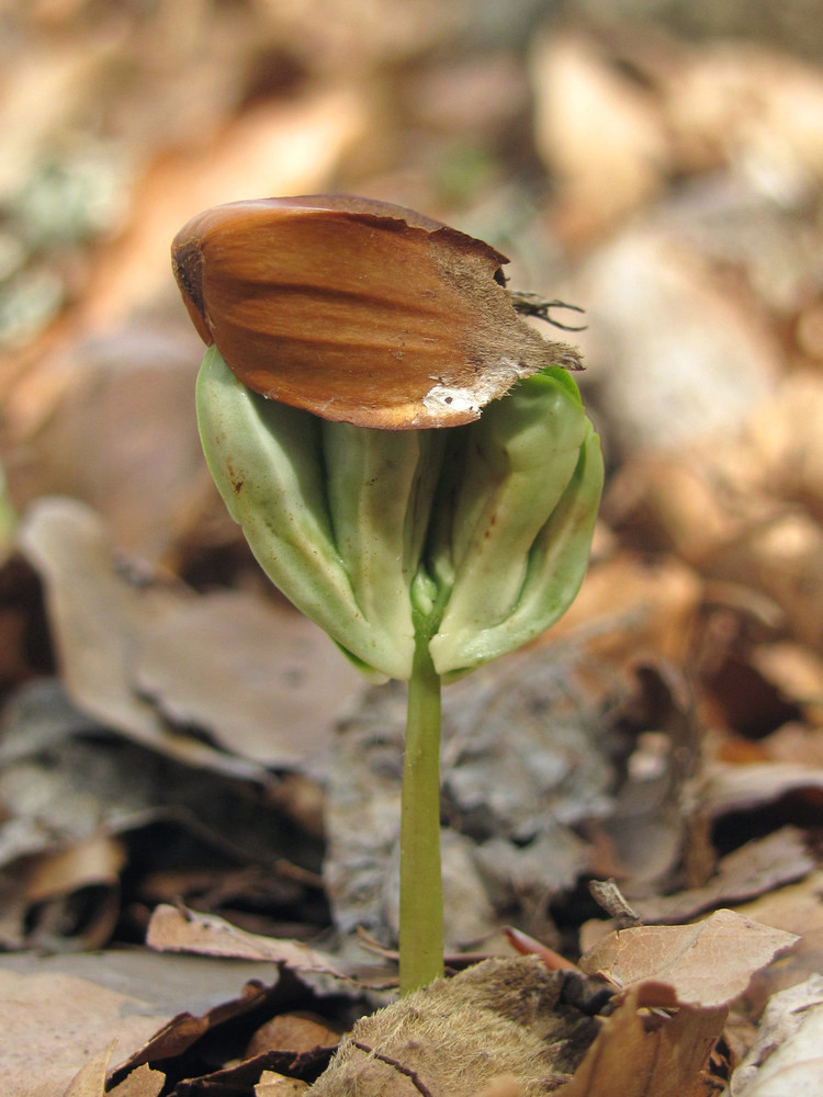 Image of Fagus &times; taurica specimen.