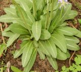 Primula denticulata