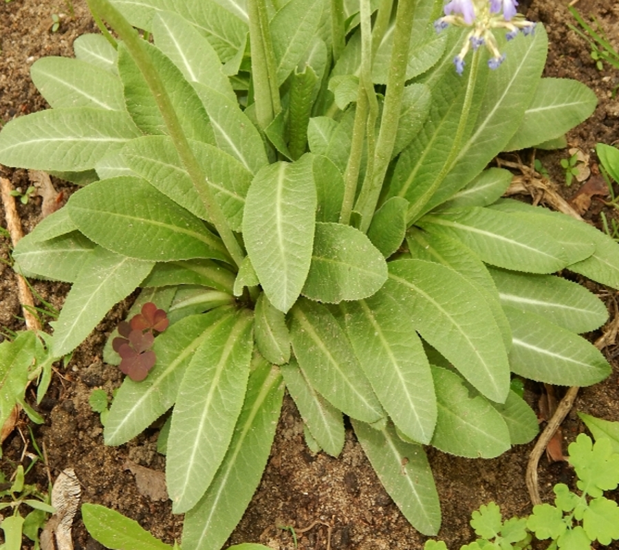 Image of Primula denticulata specimen.