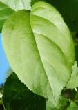 Malus prunifolia. Лист. Подмосковье, г. Одинцово, придомовые посадки. Май 2018 г.