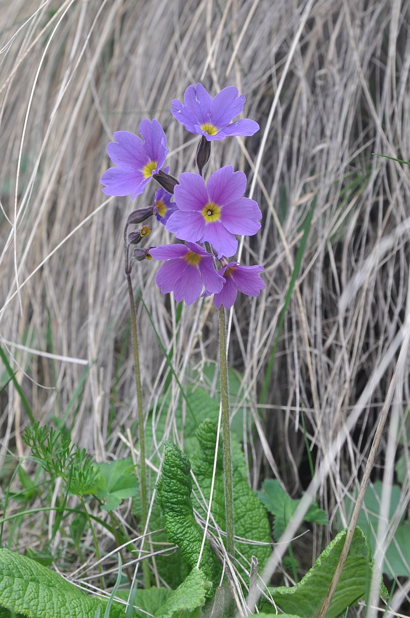 Image of Primula amoena specimen.