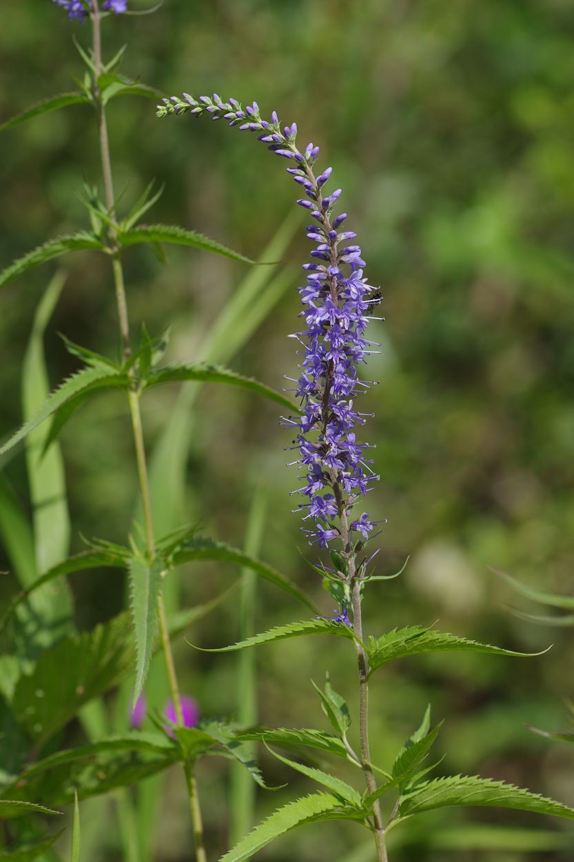 Изображение особи Veronica longifolia.