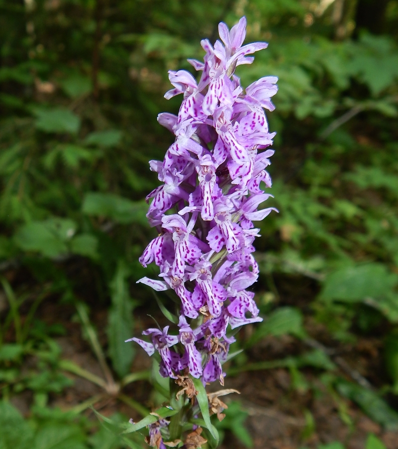 Image of Dactylorhiza fuchsii specimen.