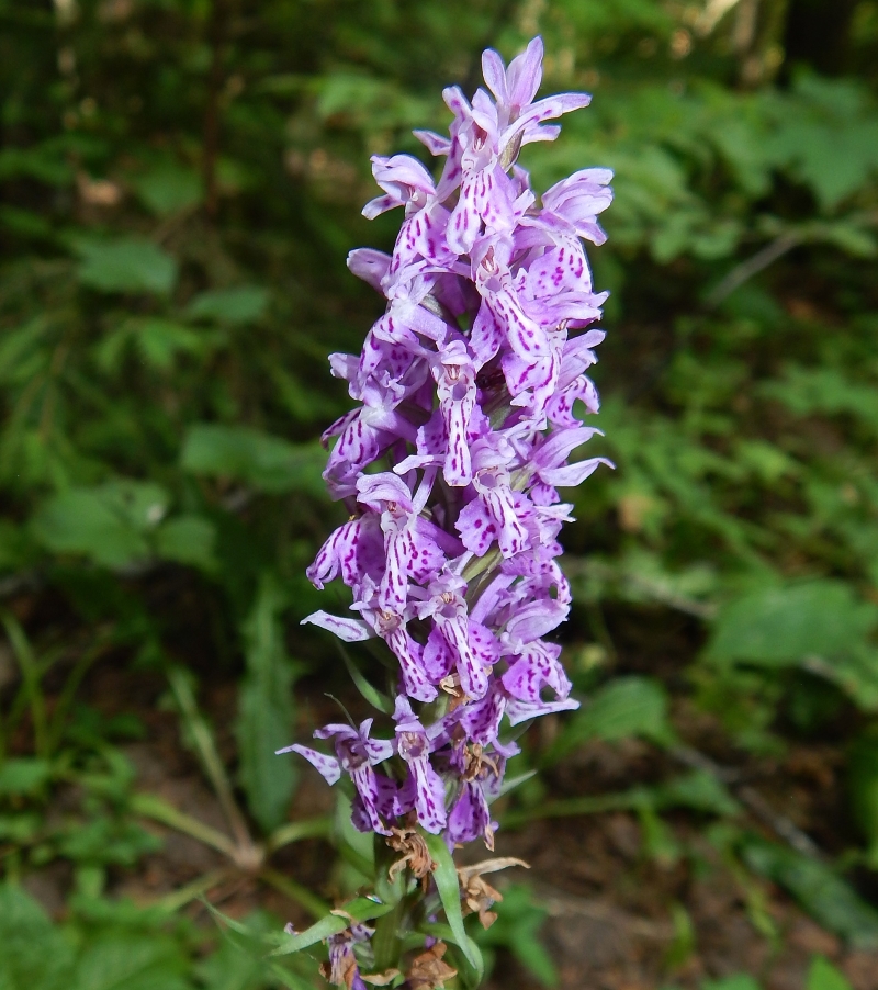 Image of Dactylorhiza fuchsii specimen.