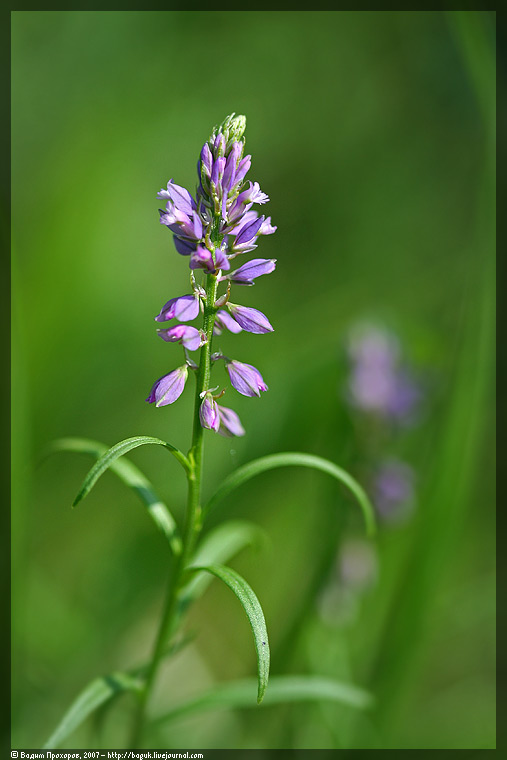 Image of Polygala vulgaris specimen.