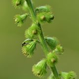 Agrimonia eupatoria