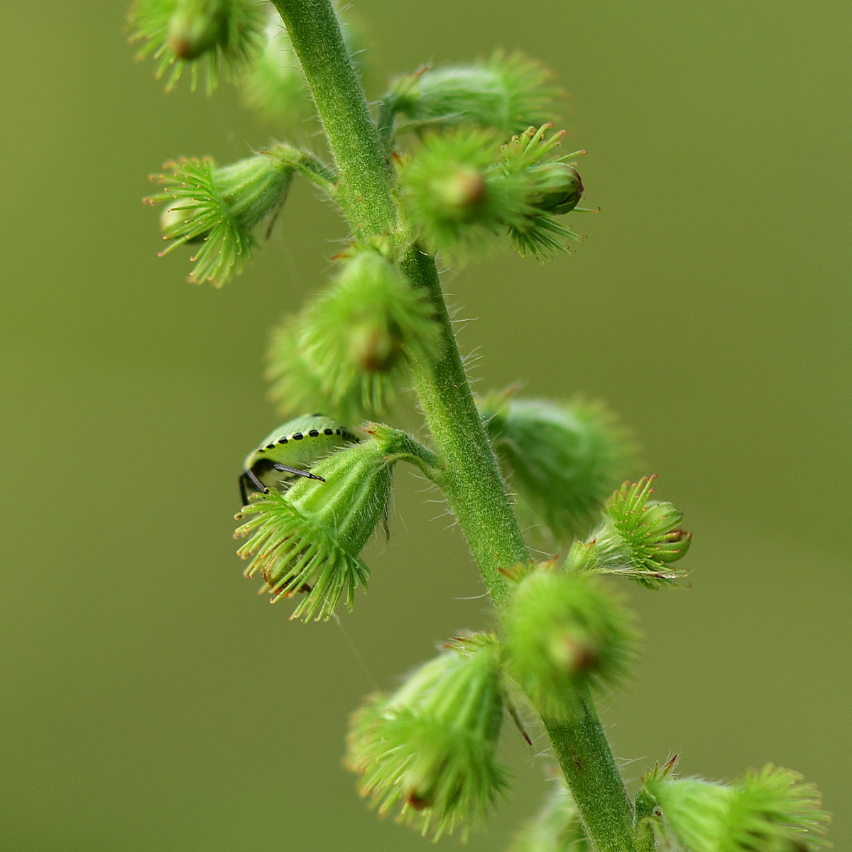 Image of Agrimonia eupatoria specimen.