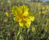 Helianthemum nummularium