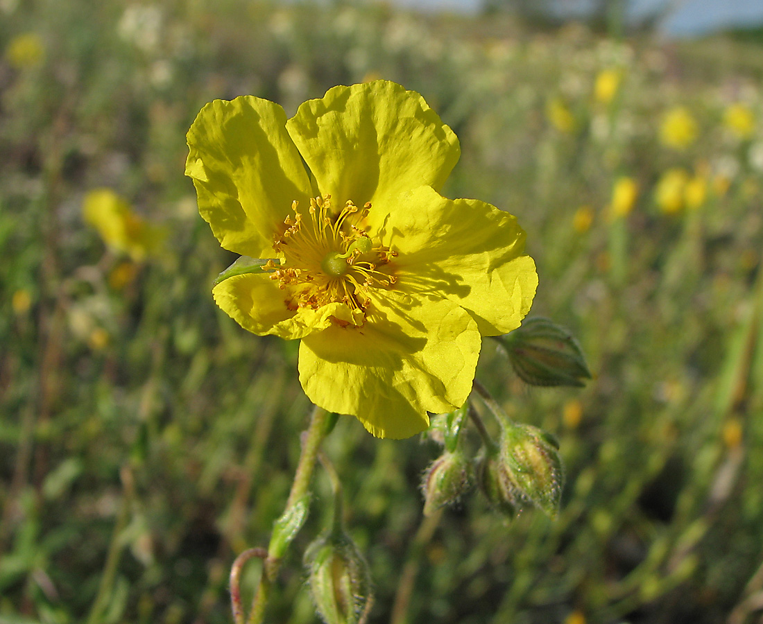 Изображение особи Helianthemum nummularium.