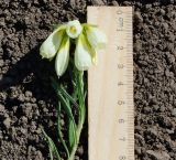Onosma simplicissima. Верхушка цветущего побега. Восточный Казахстан, г. Усть-Каменогорск, восточные окр., Лесхоз, склон сопки. 27.05.2018.