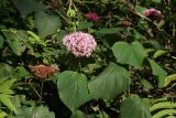 Clerodendrum bungei