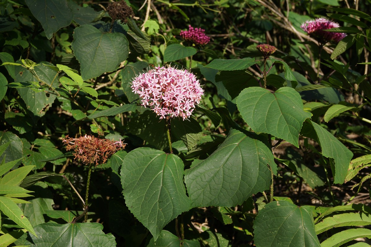 Image of Clerodendrum bungei specimen.