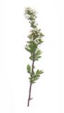 Image of taxon representative. Author is Дмитрий Кулаков