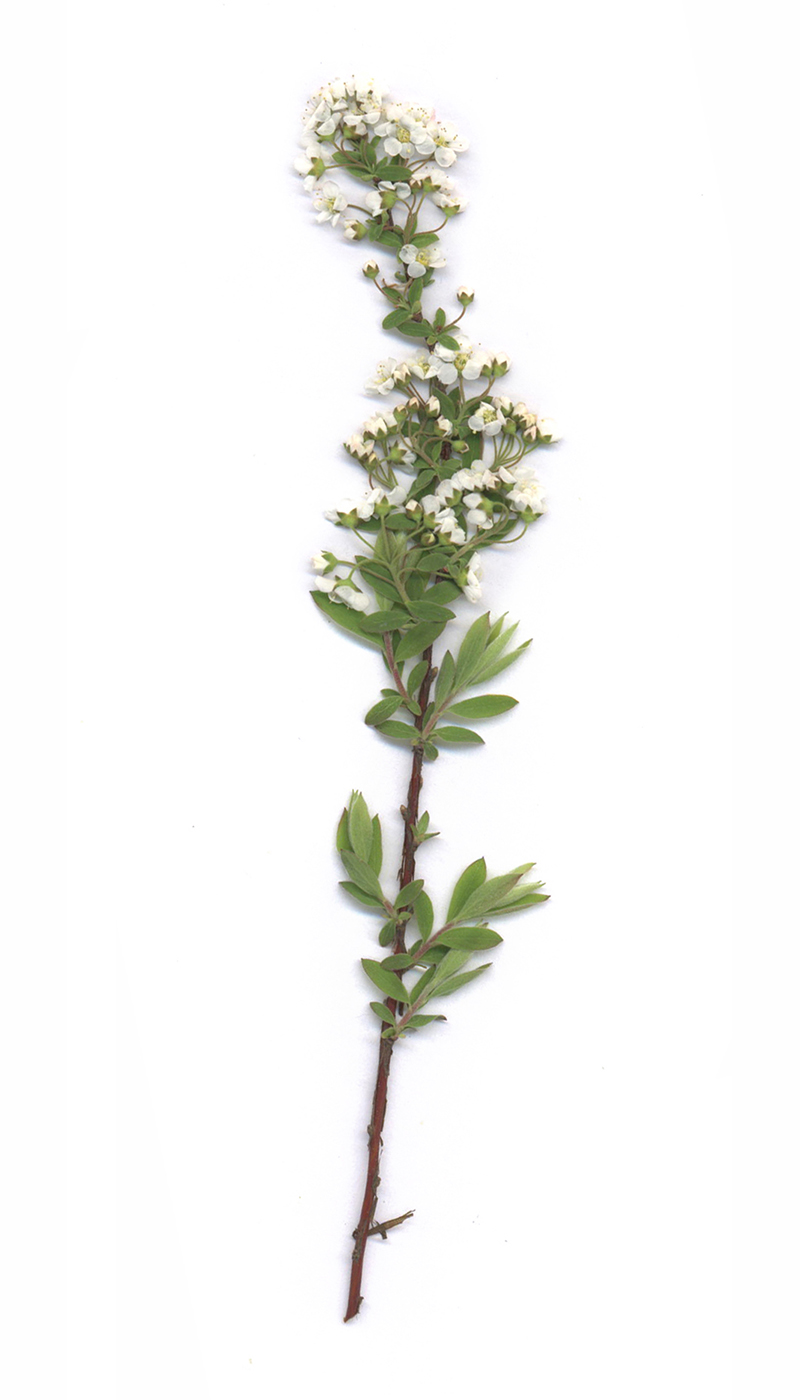 Image of Spiraea × cinerea specimen.