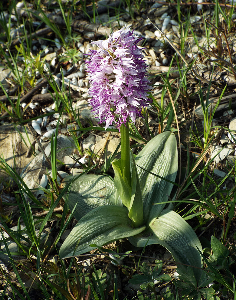 Image of Orchis simia specimen.