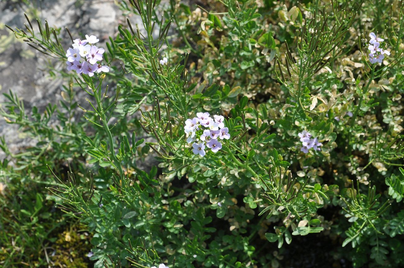 Image of Cardamine uliginosa specimen.