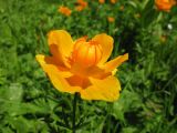 Trollius kolonok