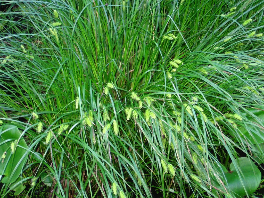 Изображение особи Carex vesicaria.