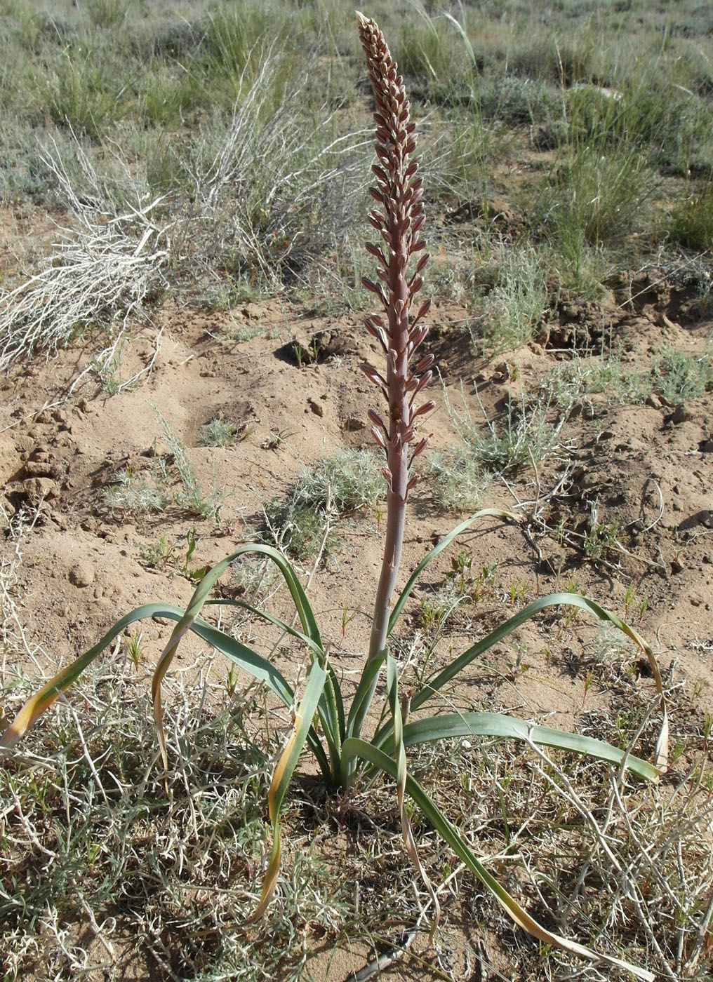 Изображение особи Eremurus inderiensis.