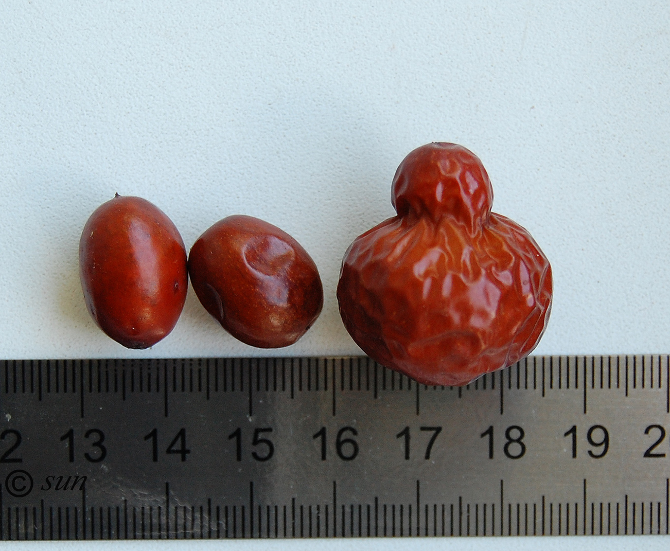 Image of Ziziphus jujuba specimen.