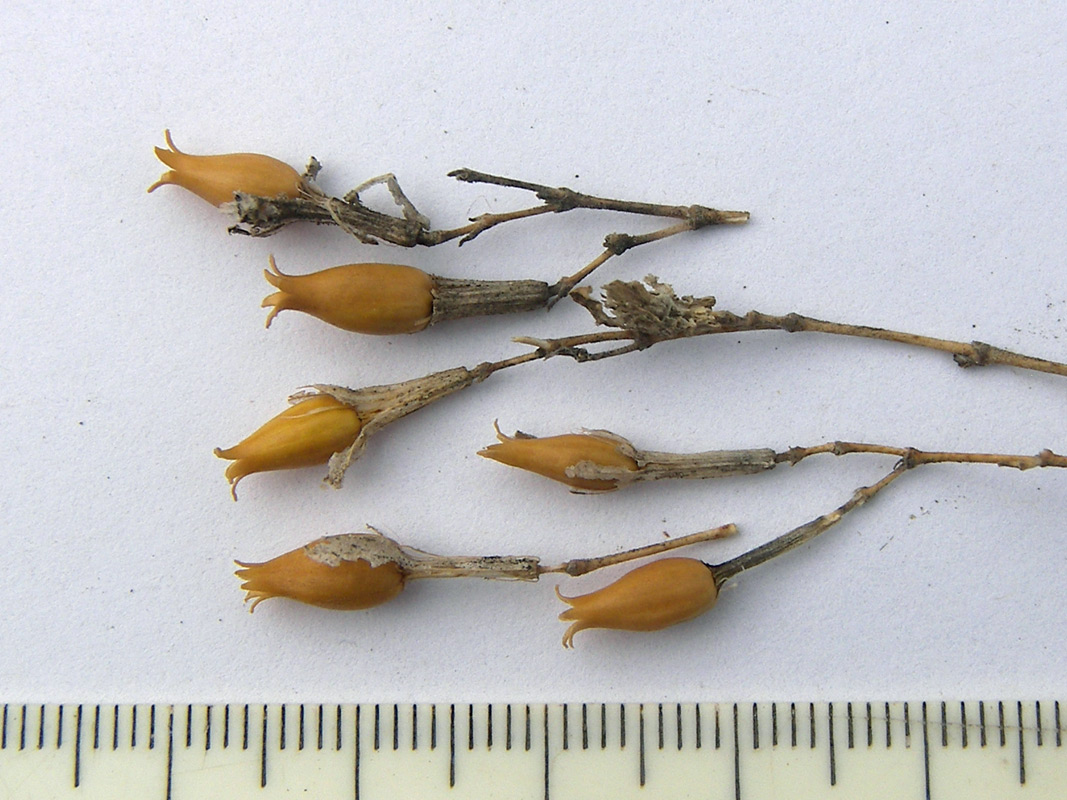 Image of Silene supina specimen.