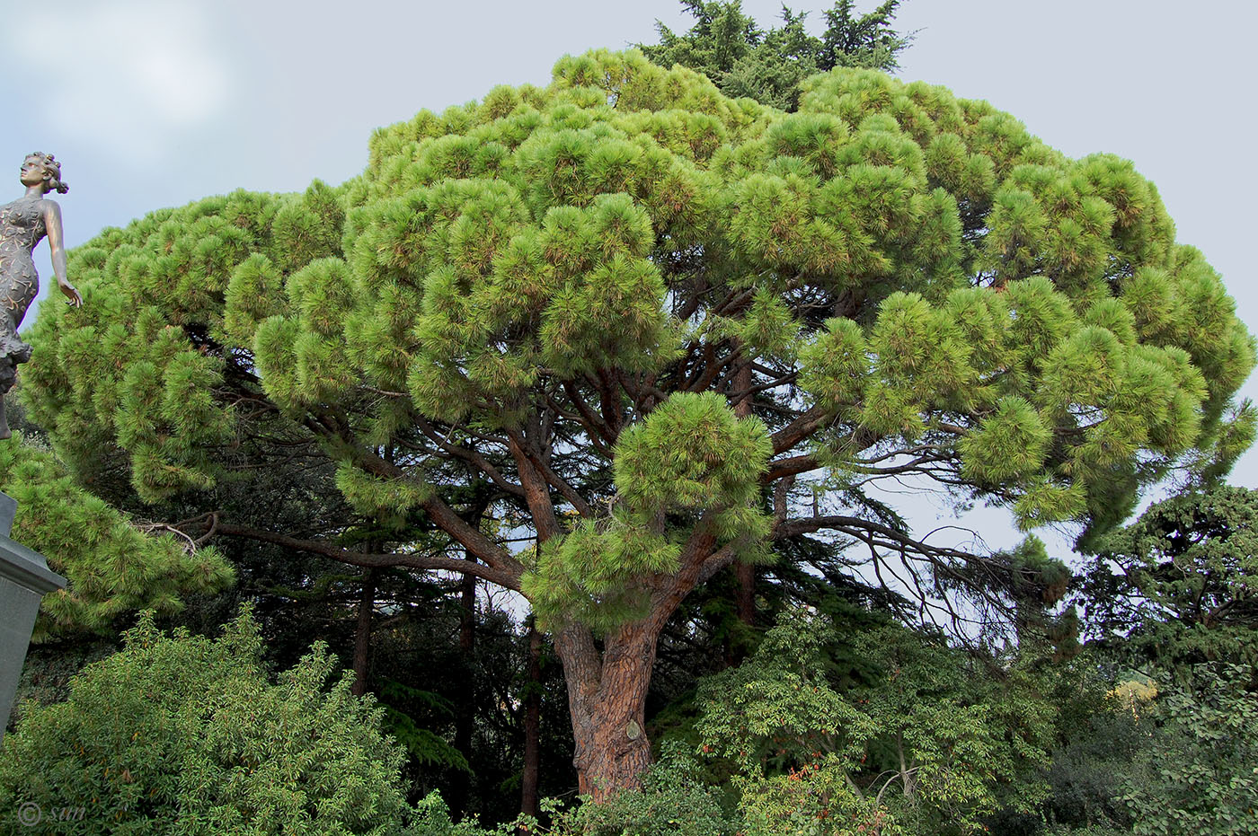 Изображение особи Pinus pinea.