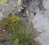 Juncus triglumis. Соцветия. Республика Алтай, Кош-Агачский р-н, Северо-Чуйский хребет, берег р. Актру. 14.08.2018.