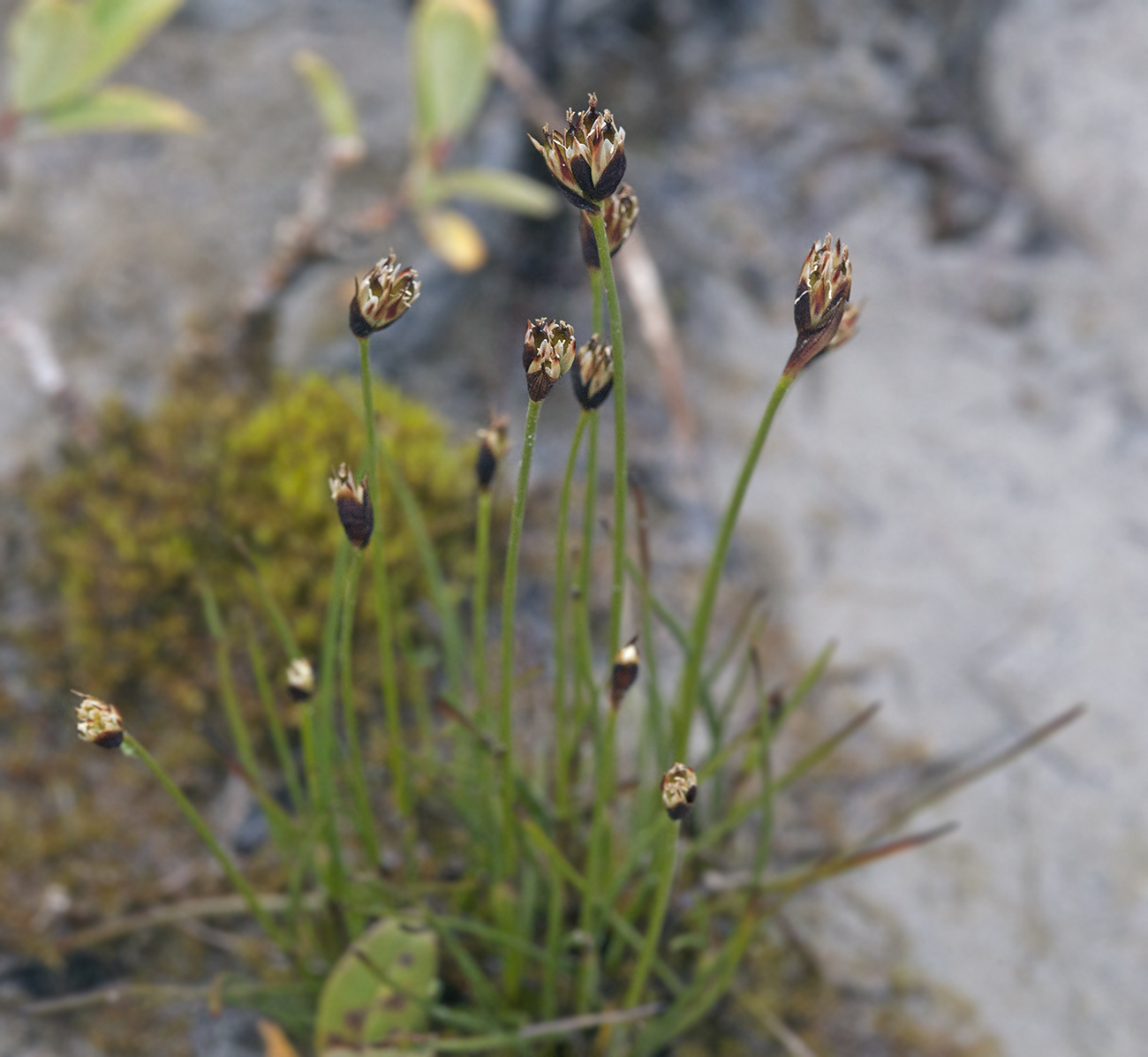 Изображение особи Juncus triglumis.