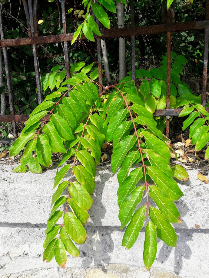 Изображение особи Ailanthus altissima.