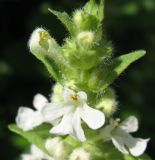 Ajuga reptans