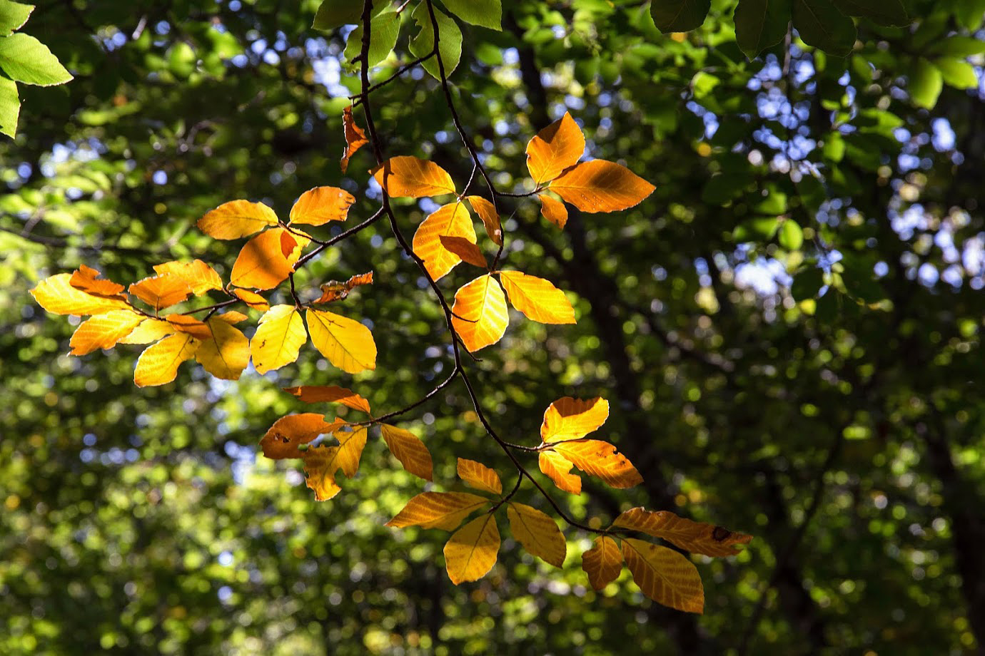 Изображение особи Fagus &times; taurica.