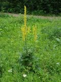 Verbascum nigrum. Цветущее растение. Московская обл., Раменский р-н, пос. Ильинский, на заросшей травой улице. 07.07.2018.