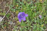 genus Campanula. Цветущее растение. Грузия, Душетский муниципалитет, спуск с пер. Чаухи в сторону оз. Абуделаури (юго-восточная экспозиция), щебнистый склон с травянистой растительностью. 01.08.2018.