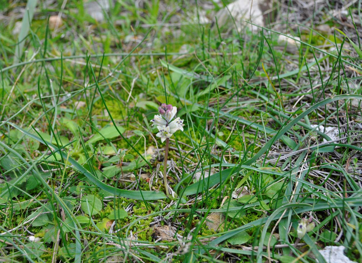 Image of Bellevalia nivalis specimen.