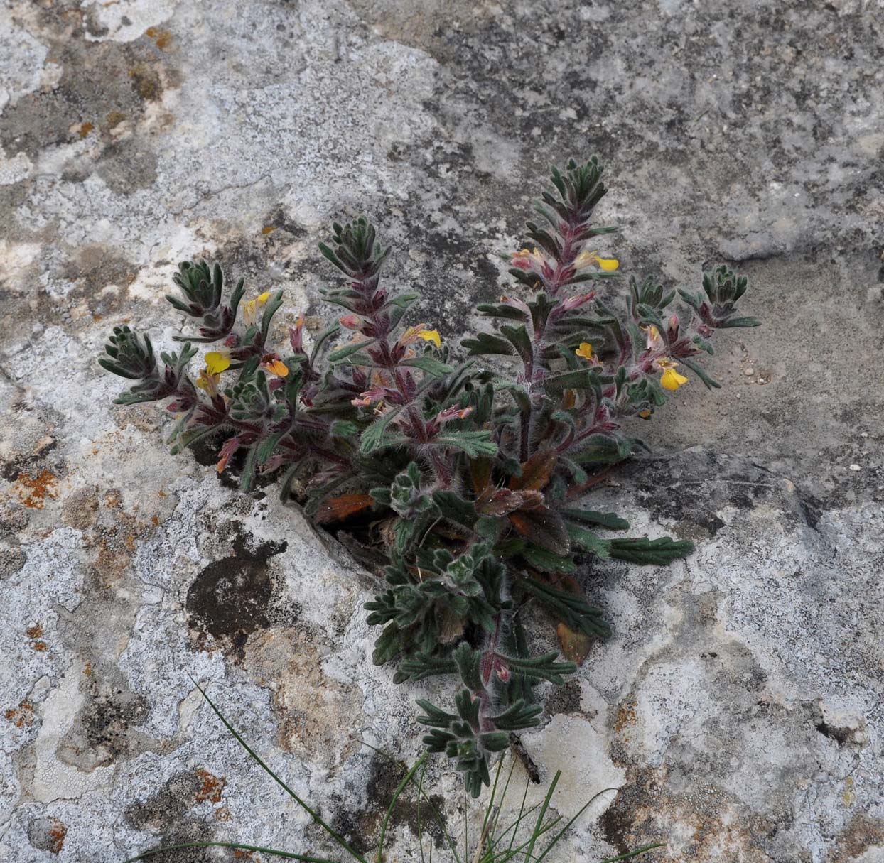 Image of Ajuga chamaepitys specimen.