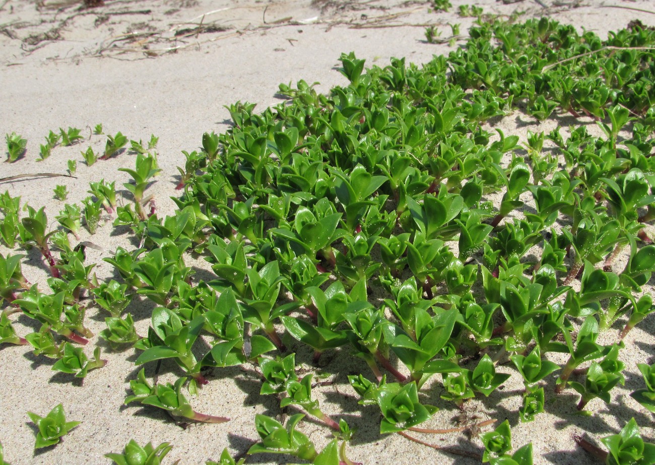 Image of Honckenya peploides ssp. diffusa specimen.