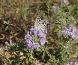 Ziziphora clinopodioides