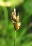 Carex chordorrhiza. Верхушка побега с соплодием. Архангельская обл., Вельский р-н, окр. пос. Усть-Шоноша, болотистый лес. 28 июня 2010 г.