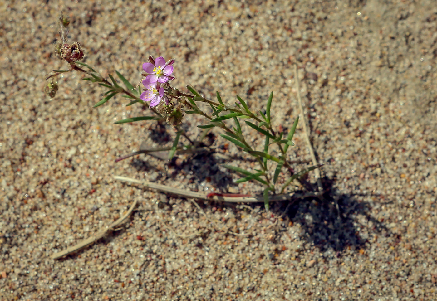 Image of Spergularia rubra specimen.