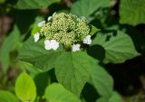 Hydrangea arborescens