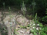 Ornithogalum arcuatum