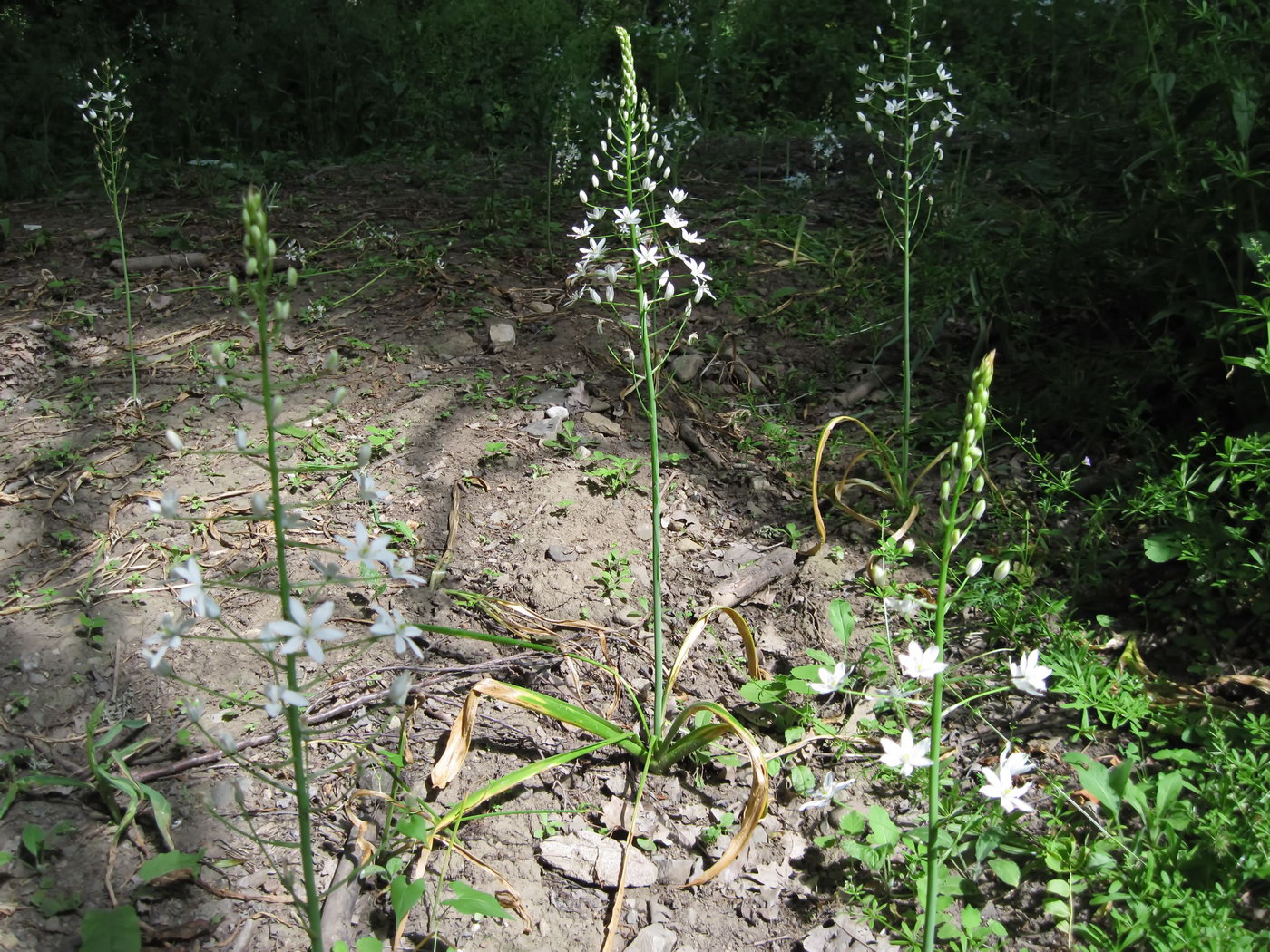 Изображение особи Ornithogalum arcuatum.
