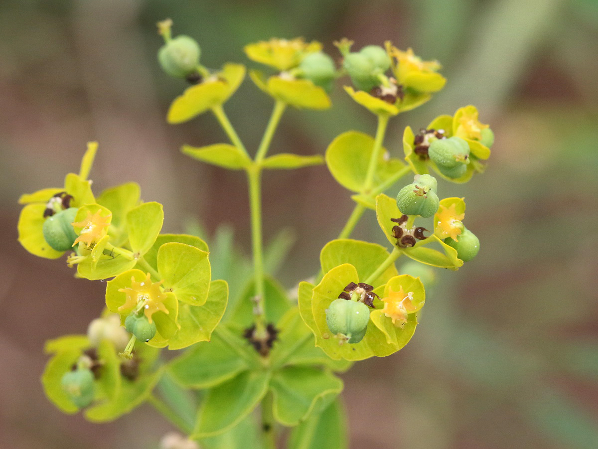 Изображение особи Euphorbia virgata.