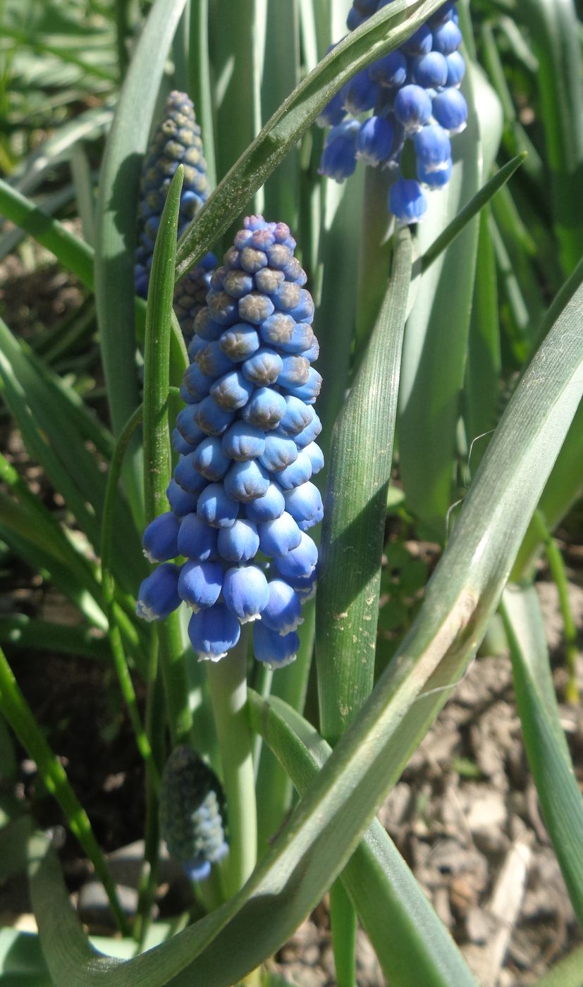 Изображение особи Muscari armeniacum.