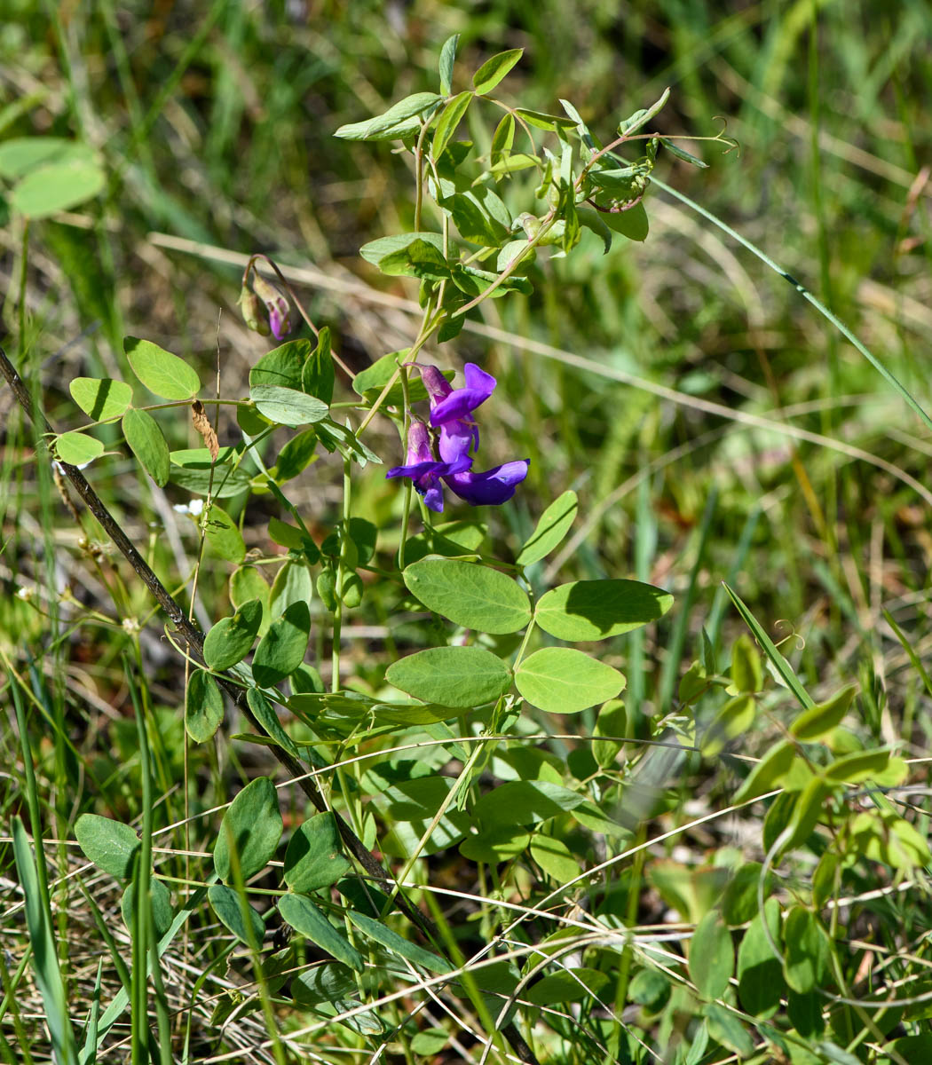 Изображение особи Lathyrus humilis.