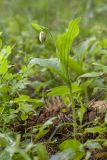 Cypripedium guttatum