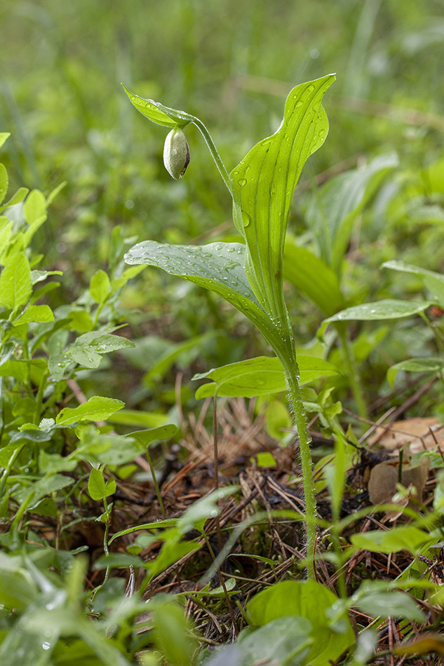 Image of Cypripedium guttatum specimen.