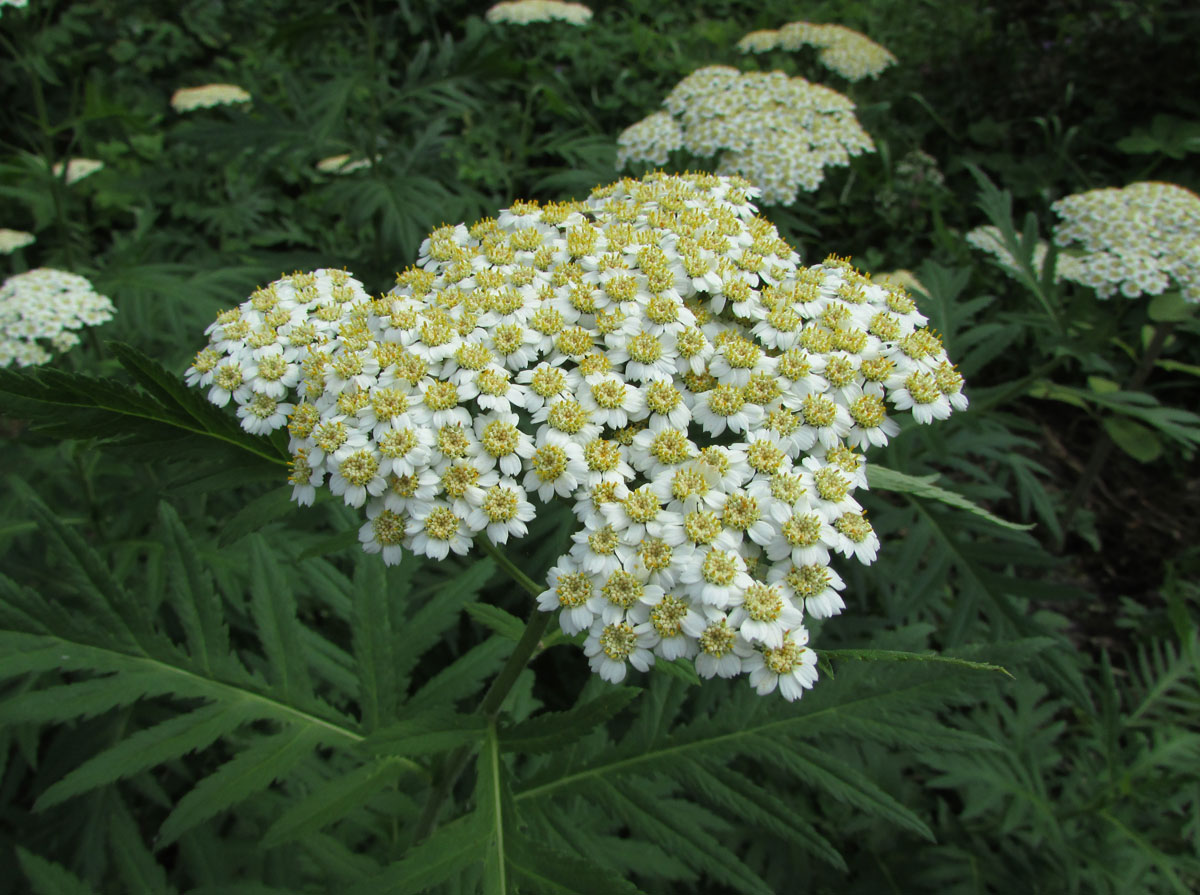 Image of Pyrethrum macrophyllum specimen.