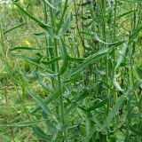 Centaurea apiculata. Побеги. Украина, Донецкая обл., Константиновский р-н, окр. с. Заря, северный склон степной балки в долине р. Калиновая. 04.07.2010.