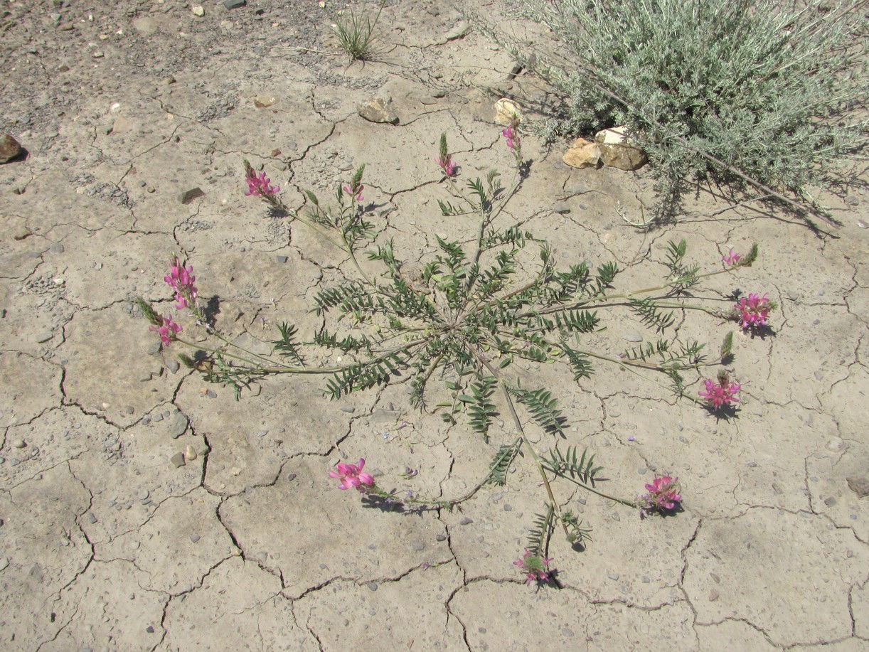 Image of genus Onobrychis specimen.